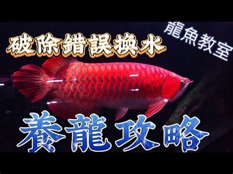 龍魚換水|龍魚的飼養管理 